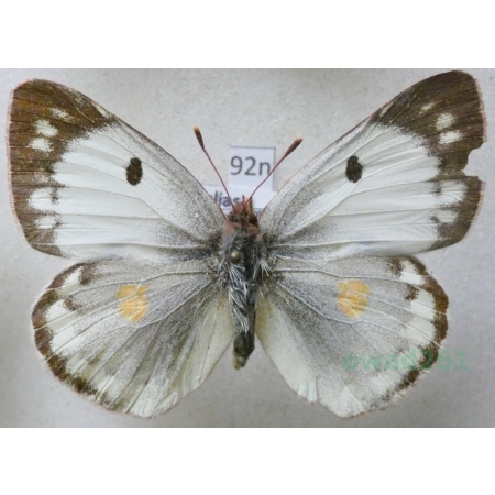 Colias hyale (Linnaeus, 1758) Szlaczkoń siarecznik Poland92n